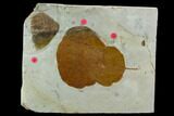 Three Fossil Leaves (Zizyphoides And Vibernum) - Montana #120803-1